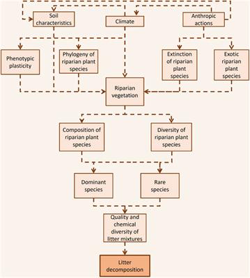 Interrelationships among litter chemistry, plant species diversity, and litter decomposition in tropical stream environments: a review